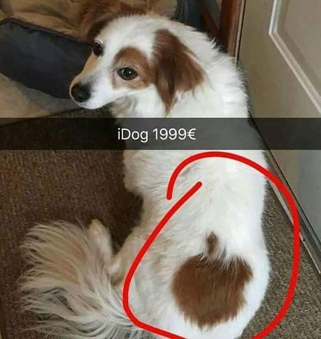 Es una foto de un perro blanco con manchas marrones. En su lomo tiene una mancha que, por su forma, se parece mucho al logotipo de Apple. Por eso, alguien le puso un texto en tono de broma que dice: “iDog 1999€”, como si se tratara de un producto de Apple a un precio elevado. Además, la mancha está rodeada con un círculo rojo para resaltar el parecido. Texto generado con IA