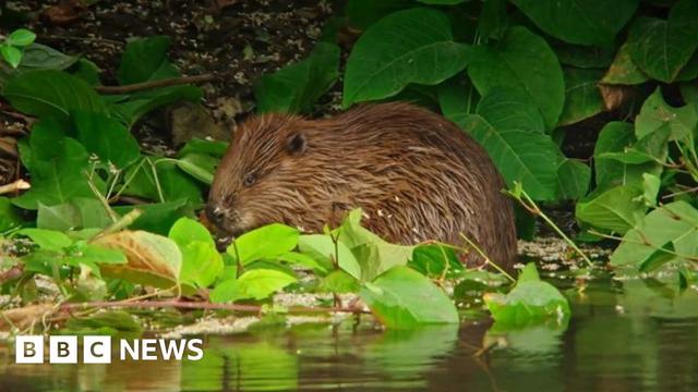 A beaver on the banks of a river eating green leaves