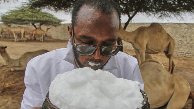 Abdirisak Mire Hashi, a veterinarian and the farm's manager, drinks from a cup filled with camel milk in Beder Camel Farm on the outskirts of the capital Mogadishu, Somalia, Wednesday, June 18, 2025. (AP Photo/Farah Abdi Warsameh)