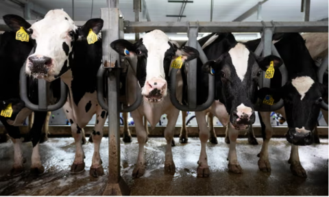 Cattle in a feed lot or feed yard (Clinton Austin / iStock)