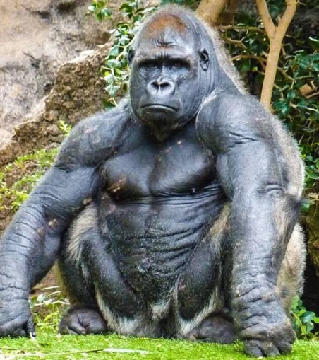 Muscular silverback gorilla