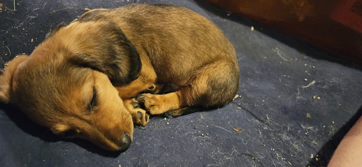 Shaded red mini dachshund sleeping on a big blue pillow