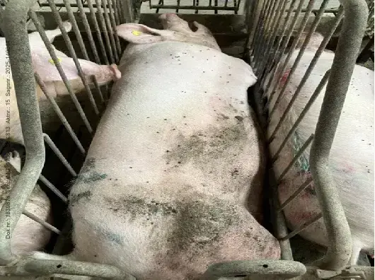 Posted media