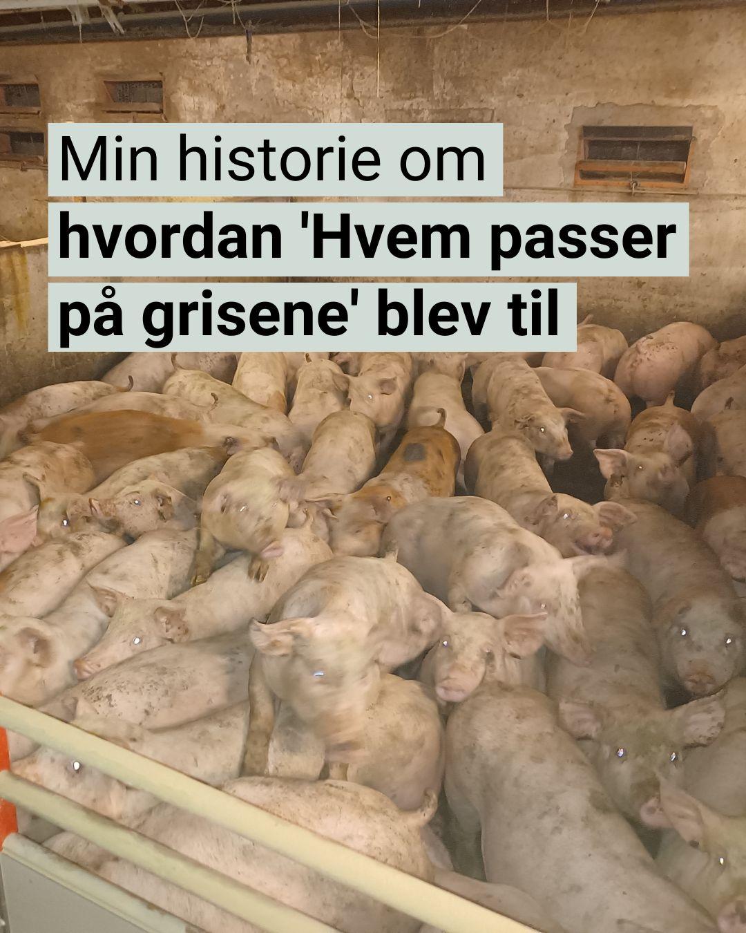 Grise i en svinestald