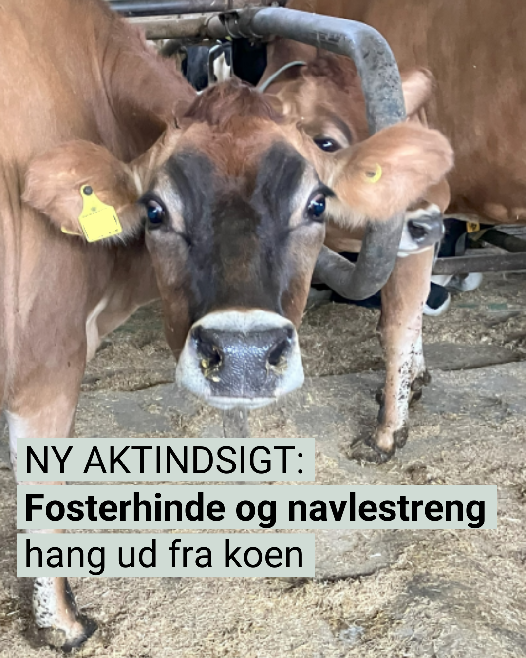 Ko på en mælkefabrik