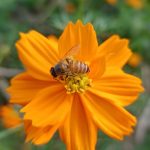 The Bee and Me