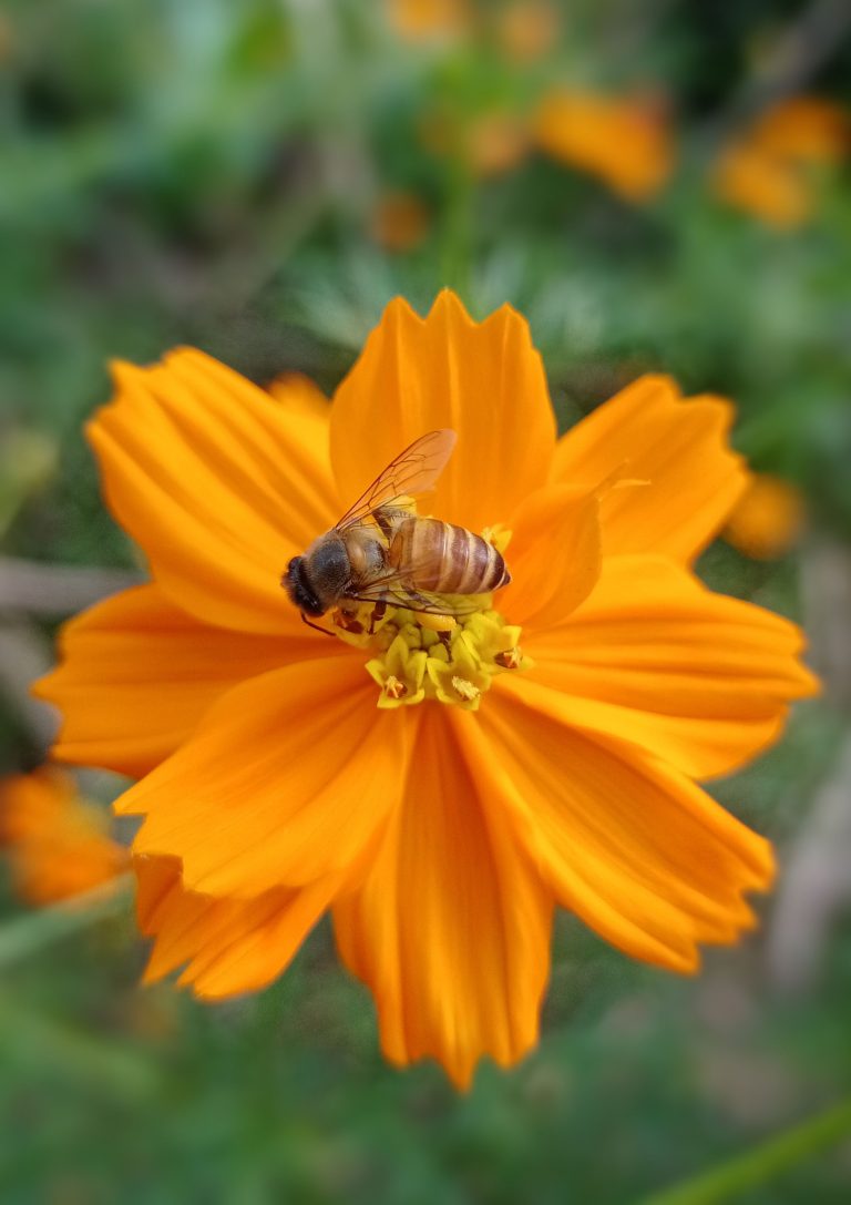The Bee and Me