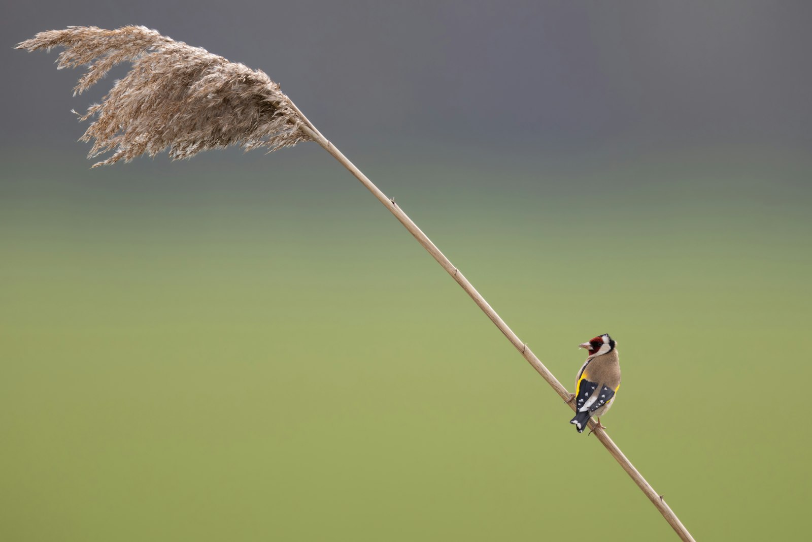 a small bird sitting on top of a plant