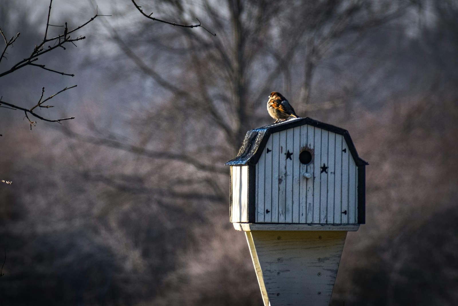 A small bird perched on top of a birdhouse.