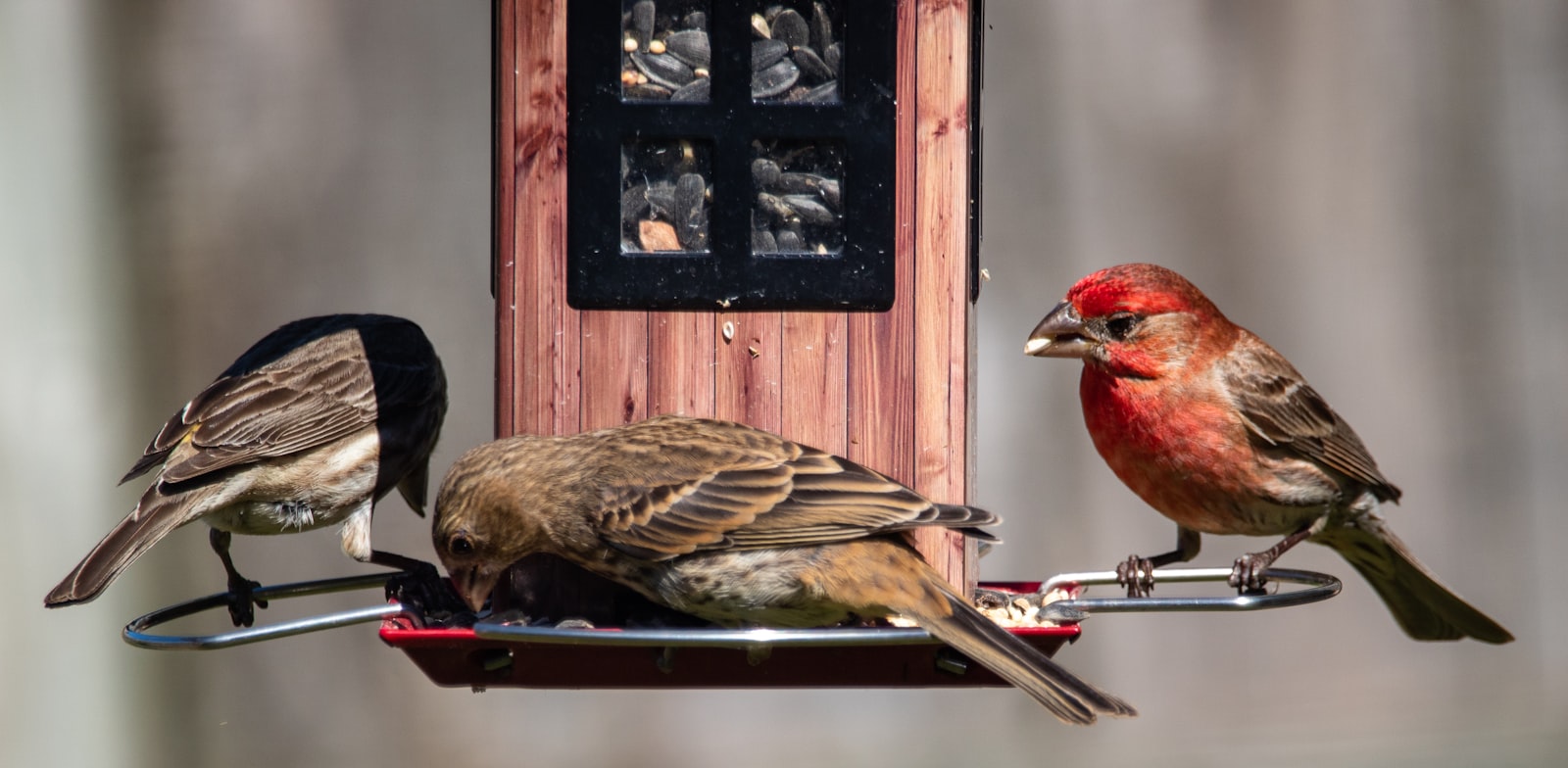 brown and red bird on black metal cage