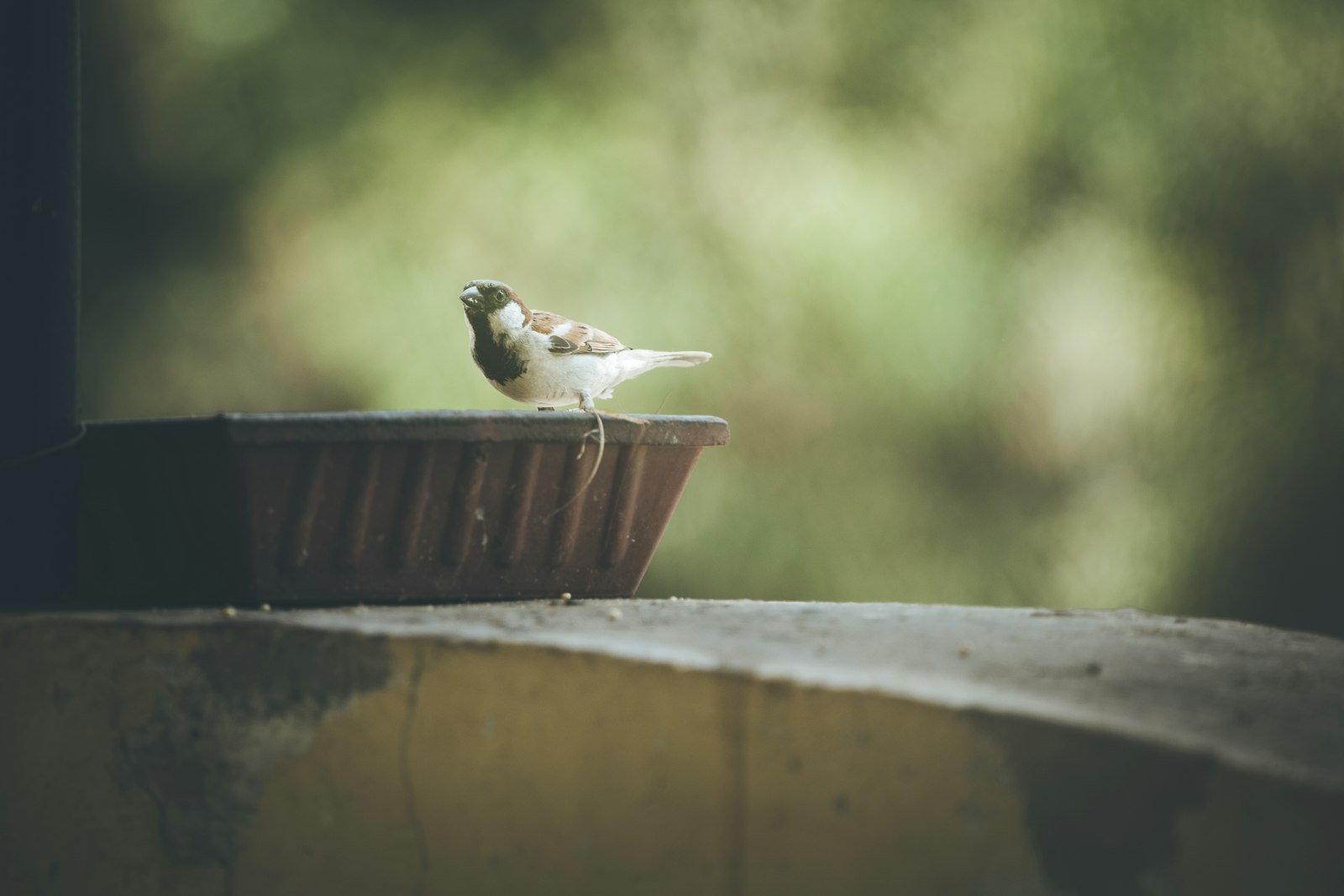 a small bird sitting on top of a flower pot