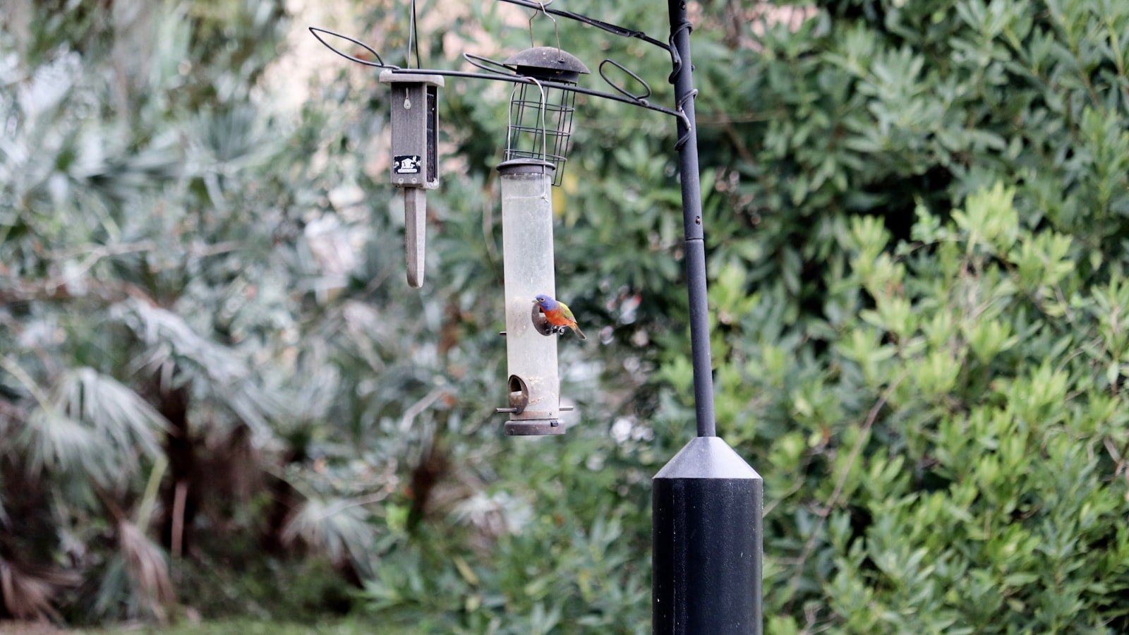 A bird eating from a feeder on a pole.