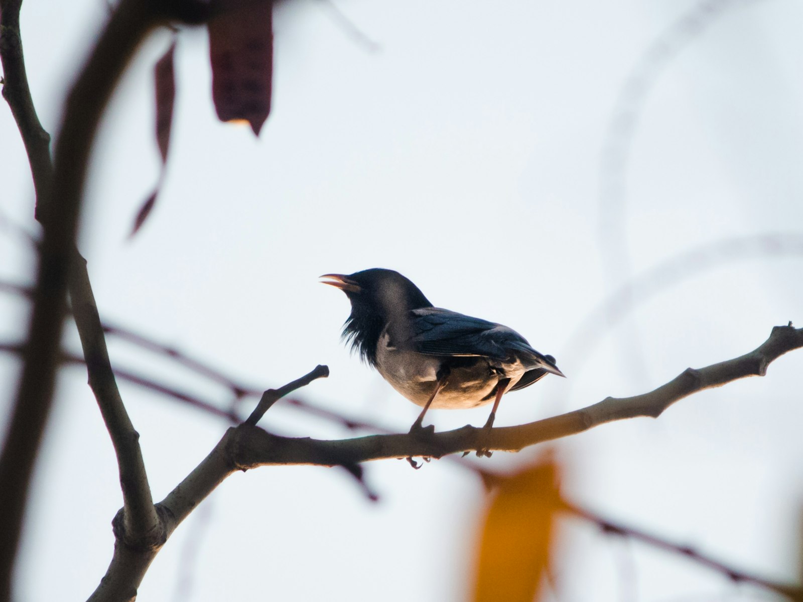 a bird sitting on a branch of a tree