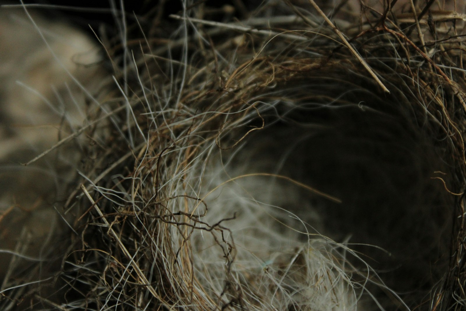 Close-up of a bird's nest made of twigs