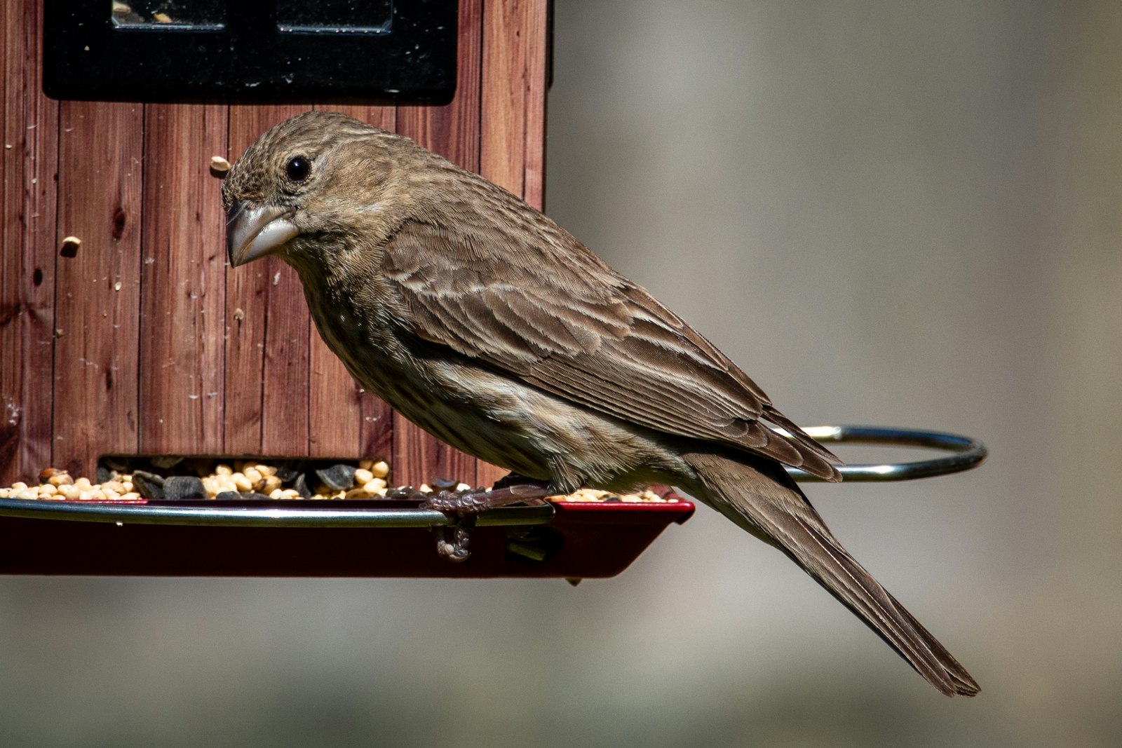 brown bird on red cage