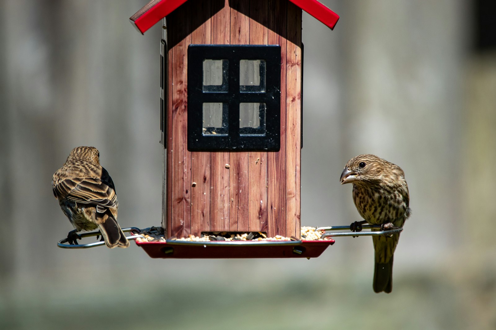 brown bird on red bird house