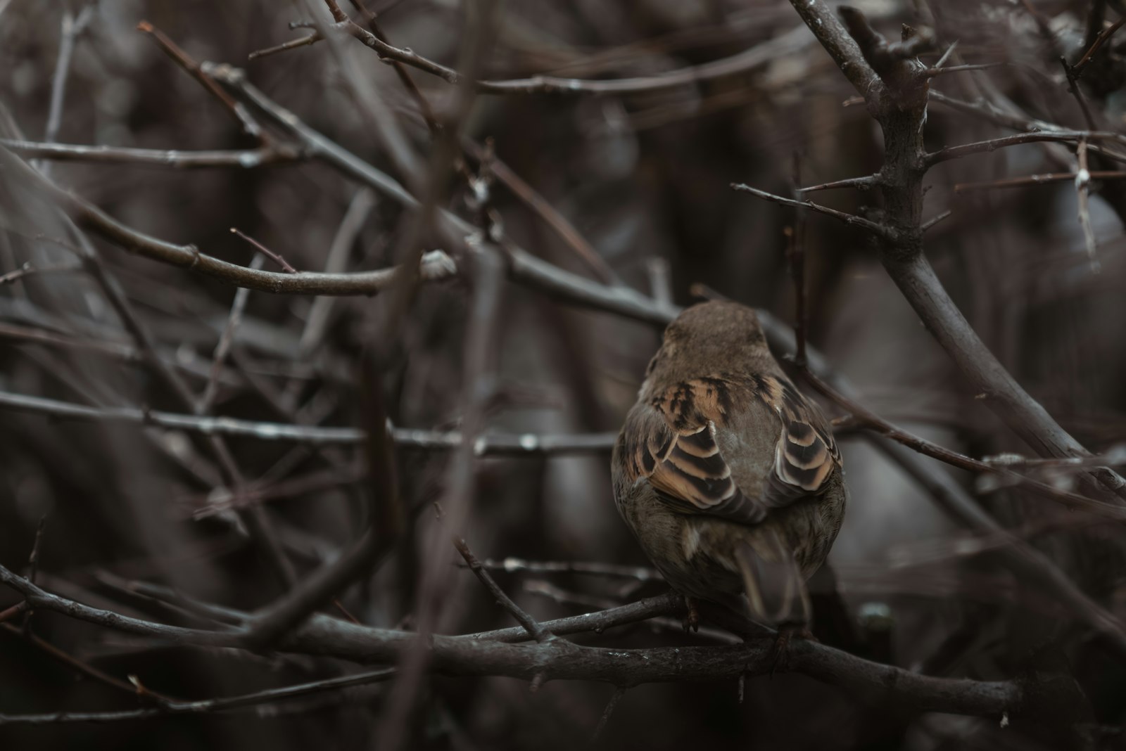 A bird is perched among the branches.