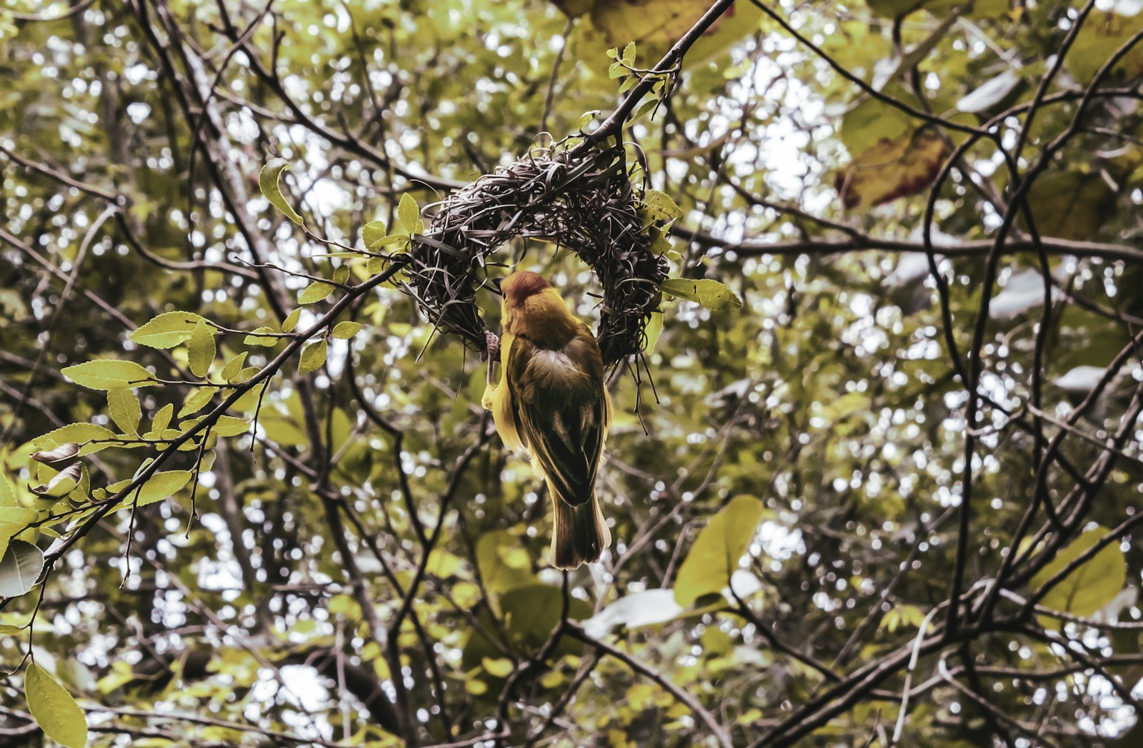 brown bird on brown tree branch during daytime