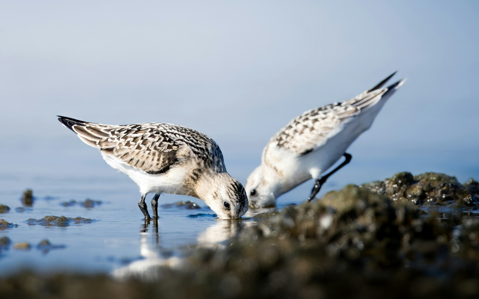 Two sandpipers foraging on a rocky shore