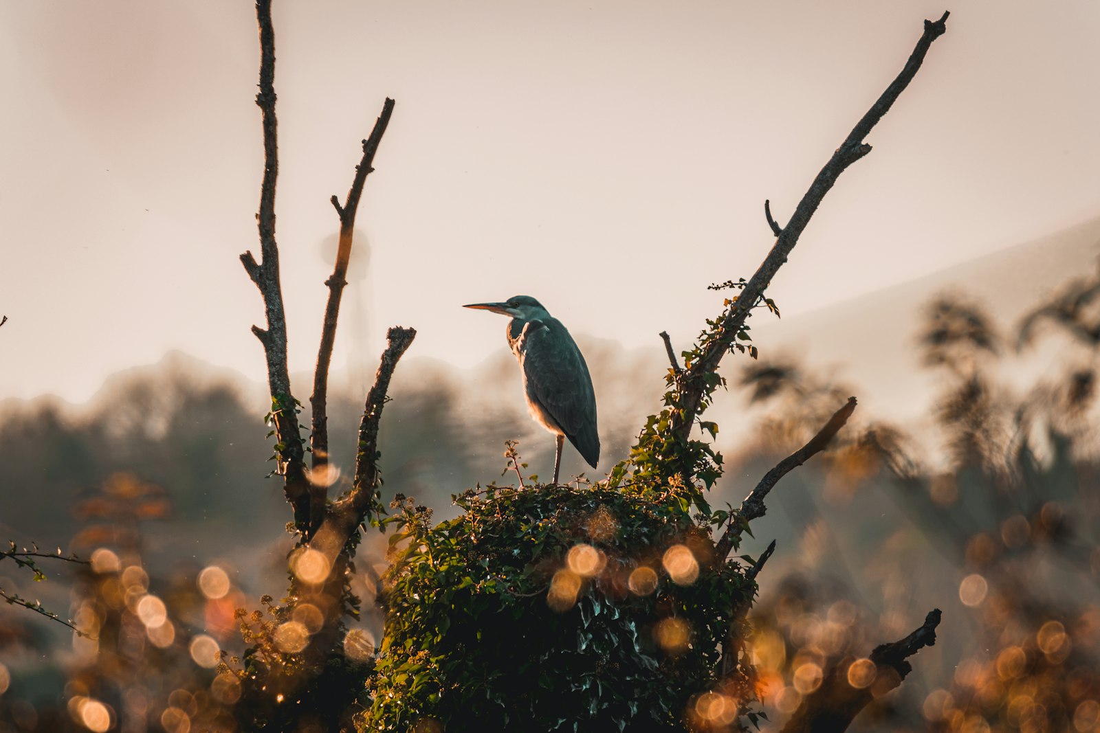 blue and white bird on brown tree branch during daytime