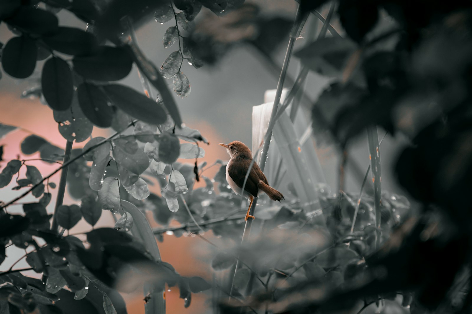 A bird sitting on a branch in a tree