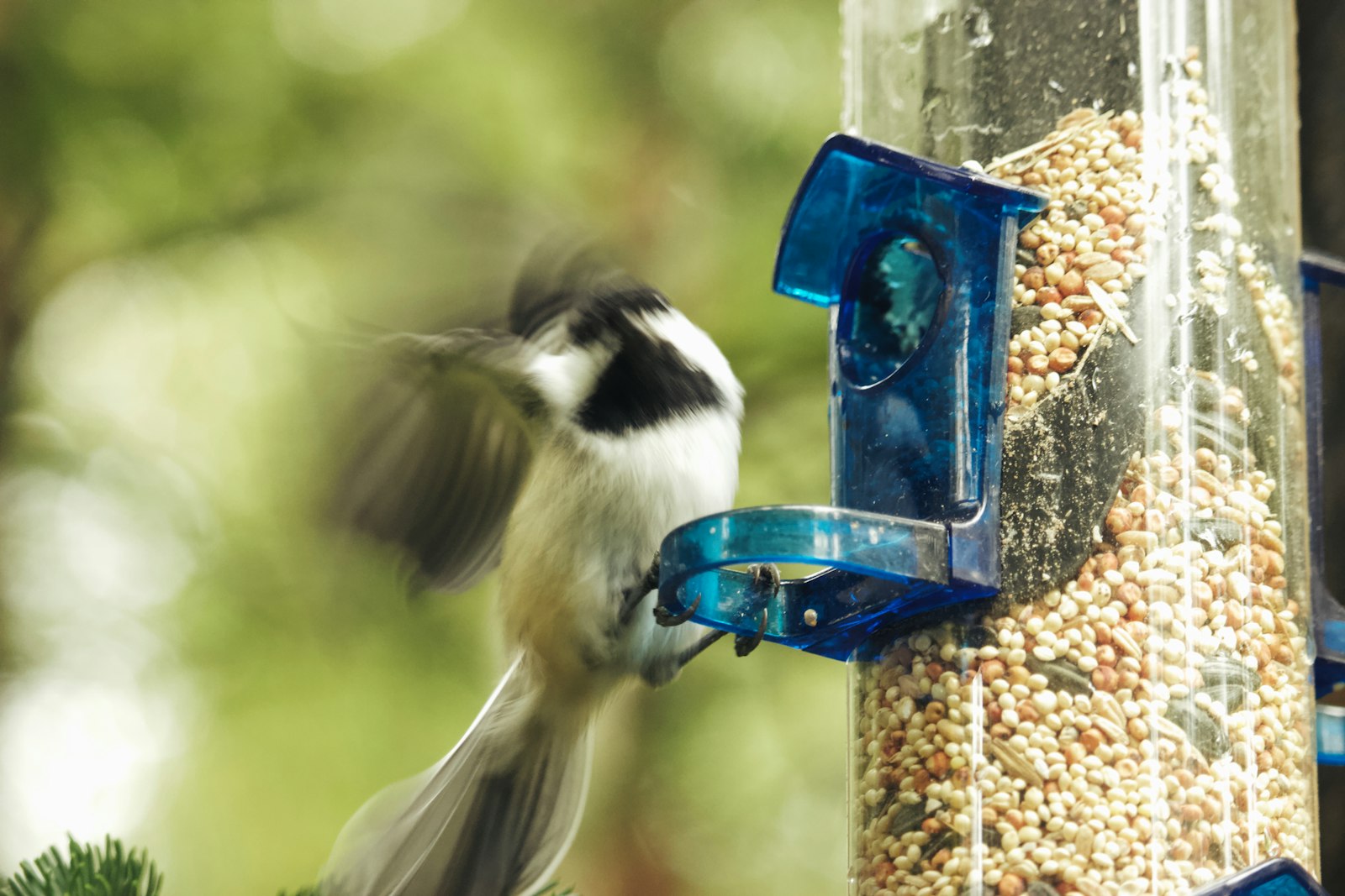 A bird that is eating out of a bird feeder
