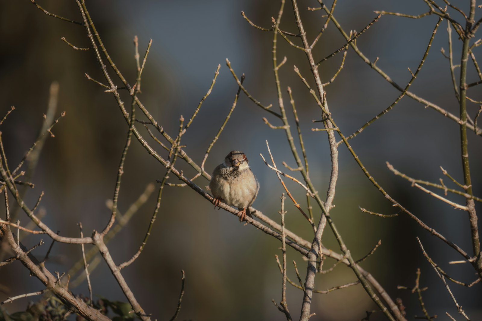 A small bird perched on top of a tree branch