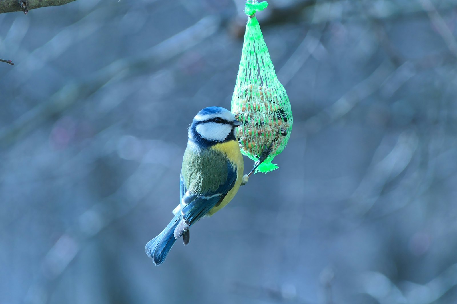 green and yellow bird perched on tree branch
