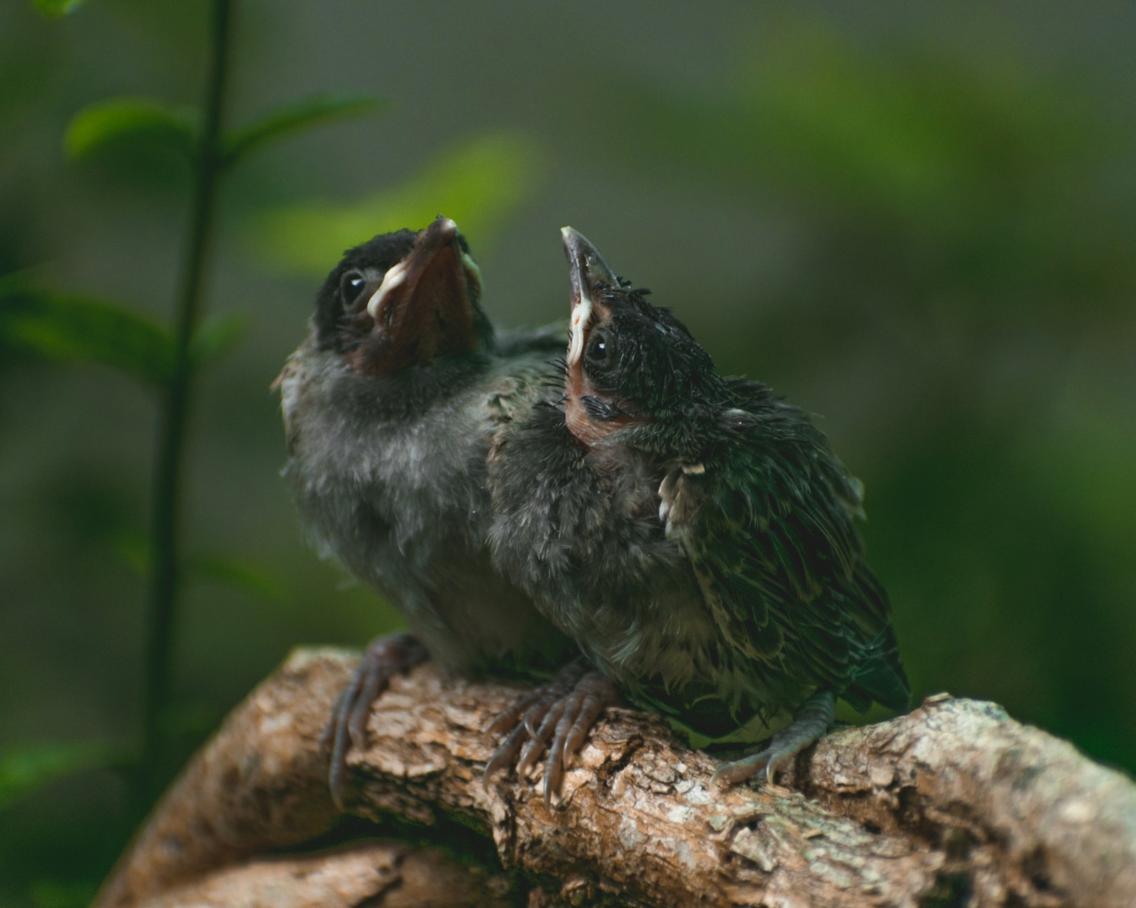 gray and green bird on brown tree branch