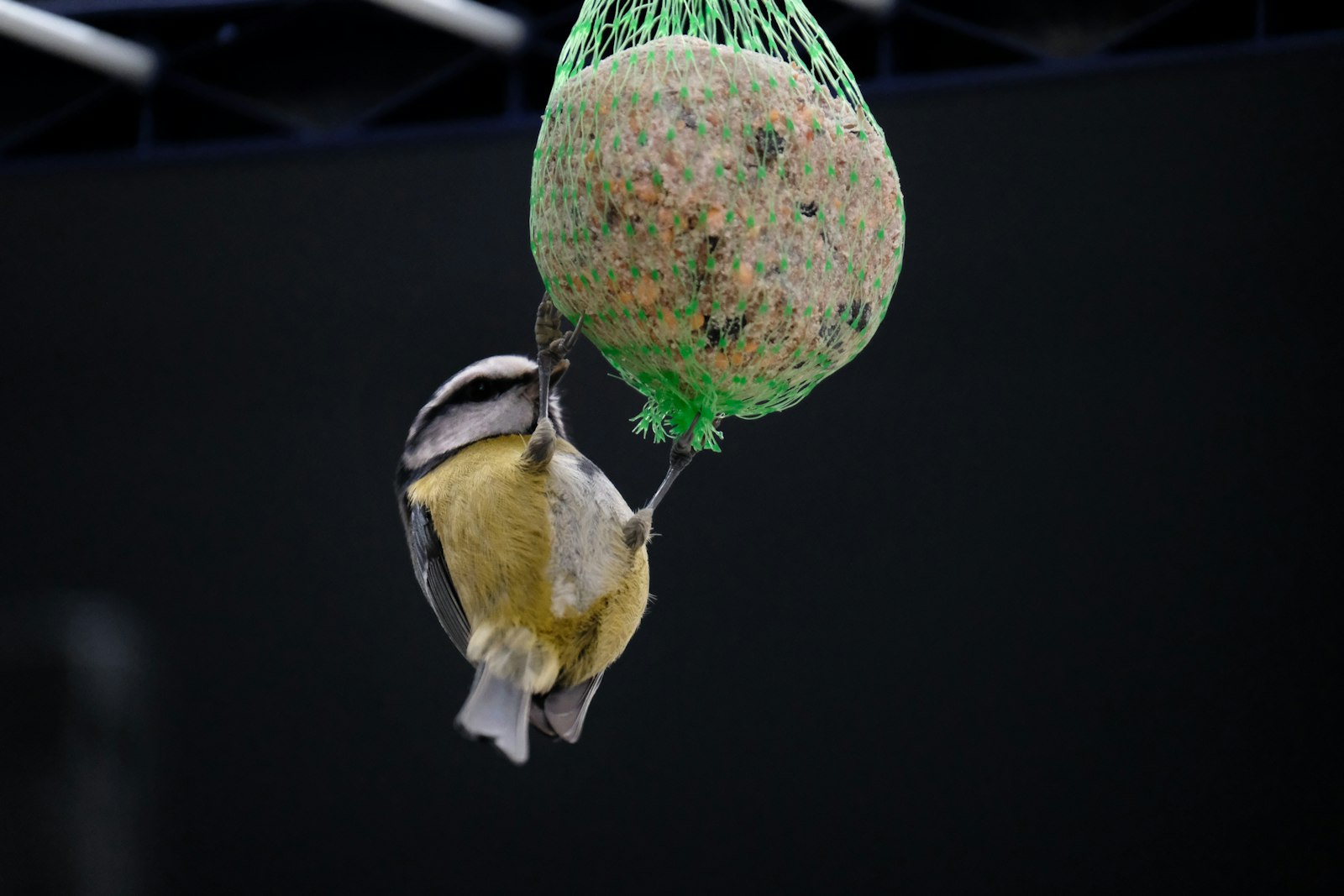 A small bird eating from a suet ball feeder.