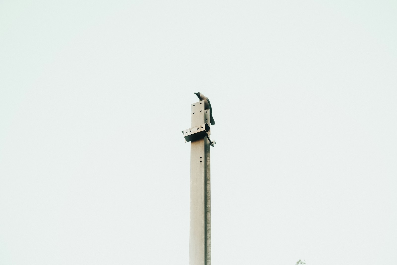 a bird on a pole