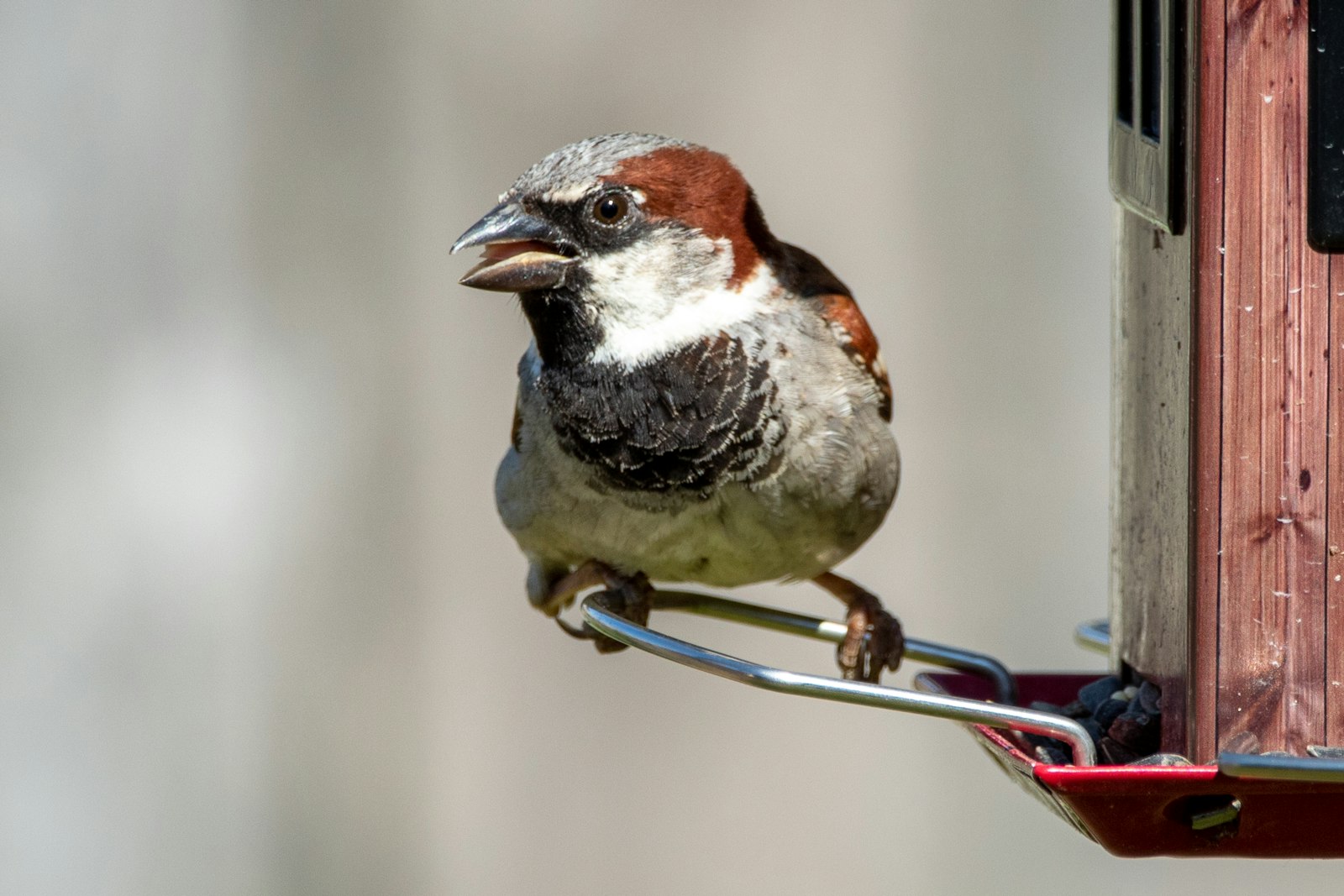 white and brown bird on brown metal wire
