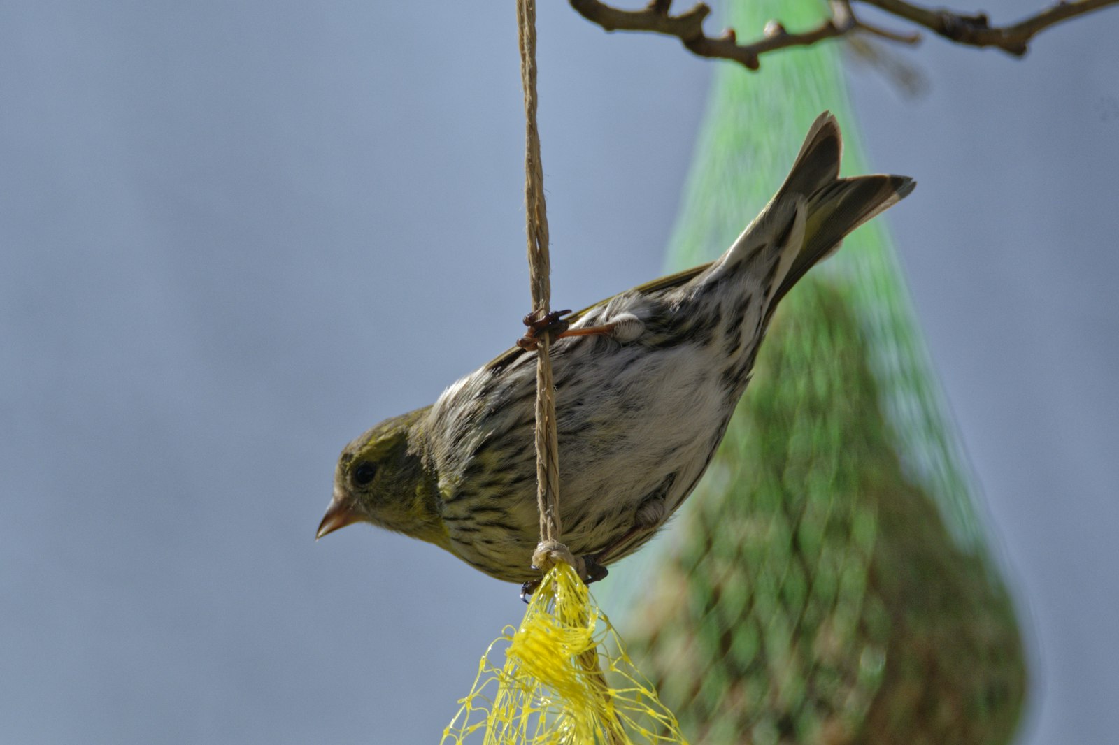 a bird is eating from a bird feeder