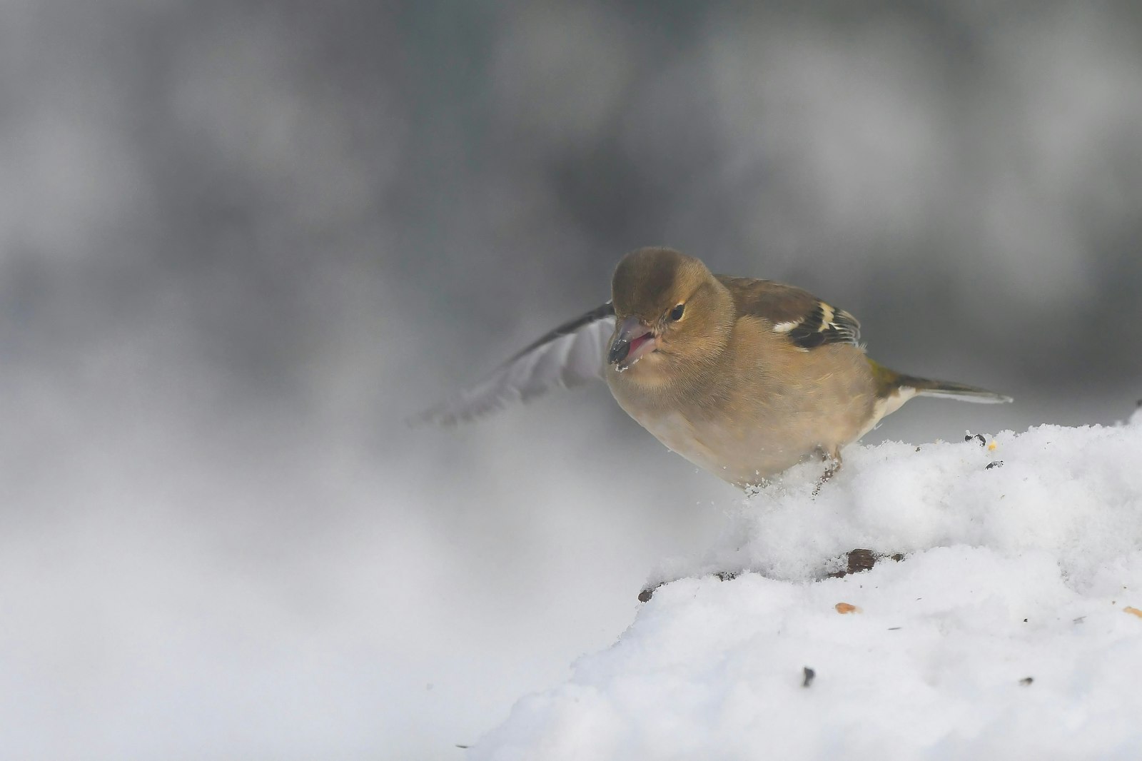 A small bird perched on a snow-covered surface