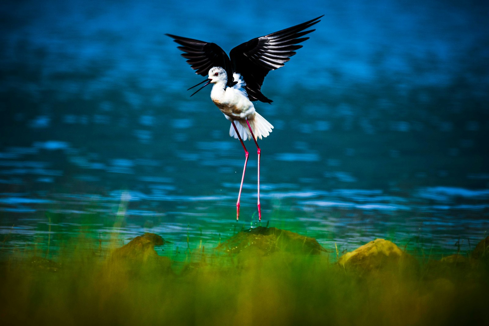 a black and white bird with its wings spread