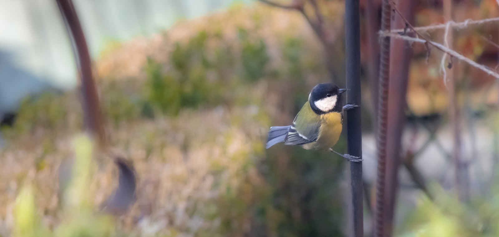 a small bird perched on top of a metal pole
