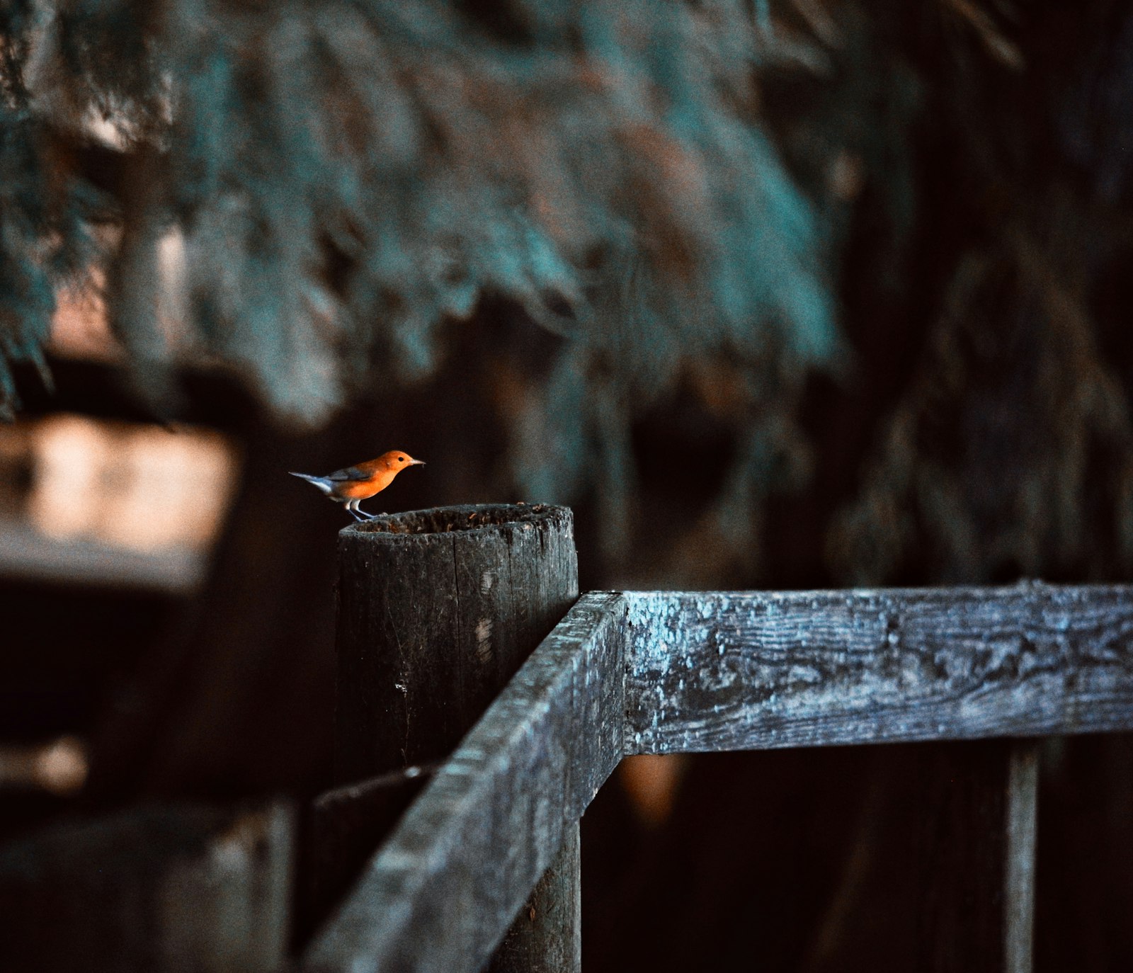 Small orange bird perched on wooden post