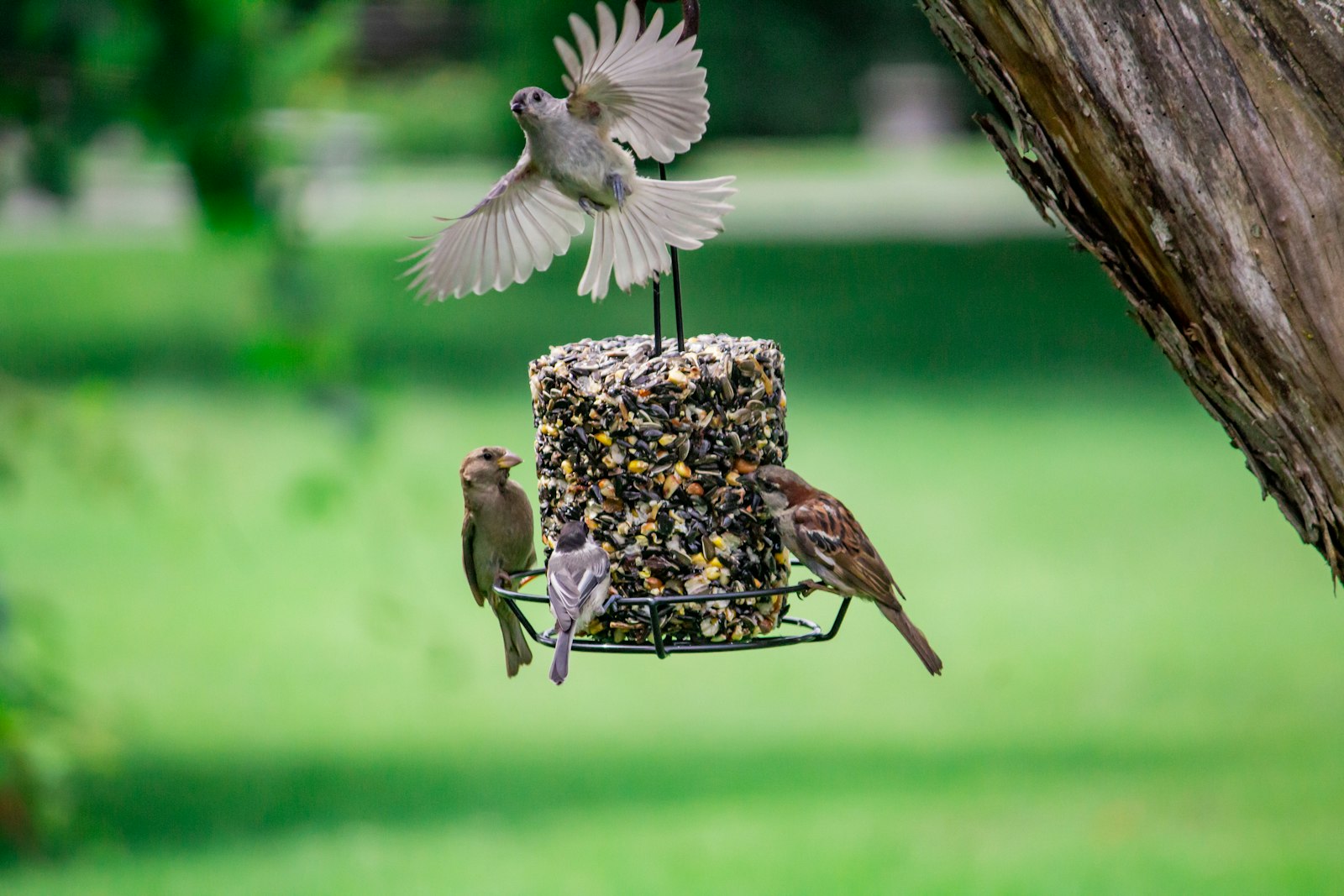 a bird feeder with three birds on top of it