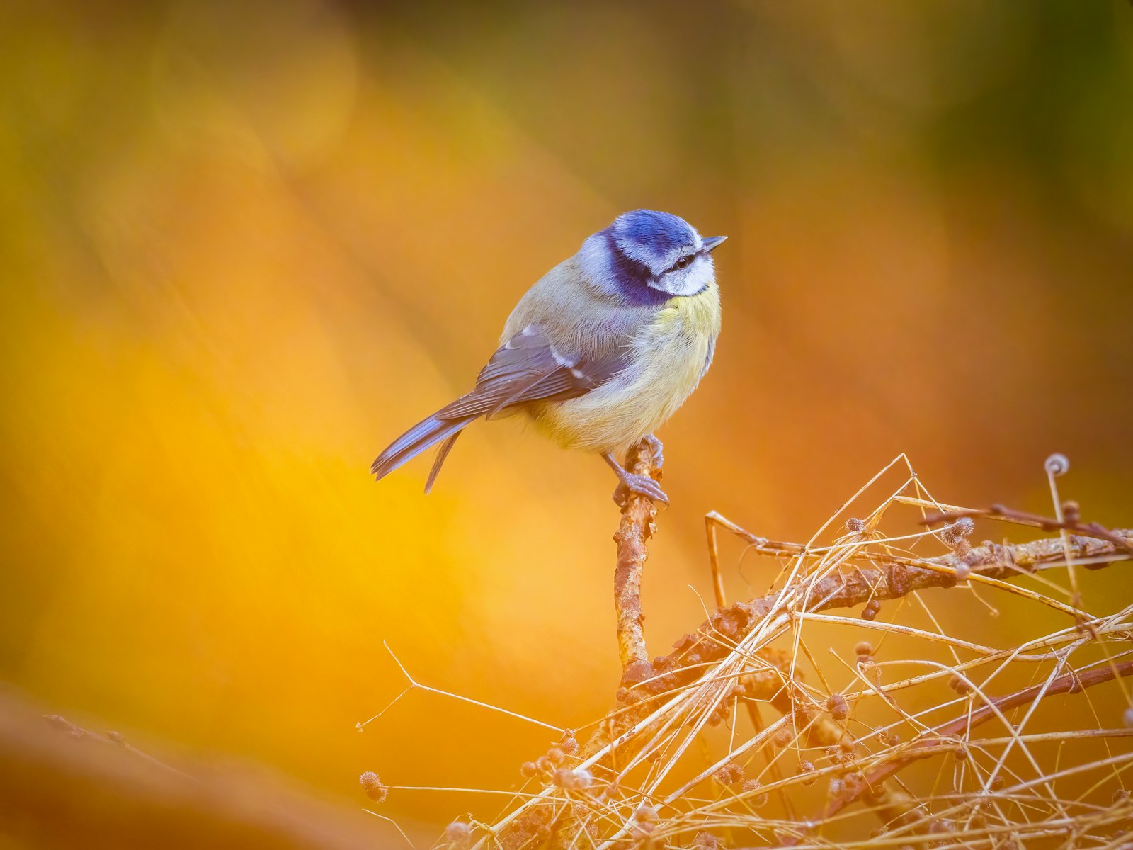 A small bird sitting on top of a tree branch