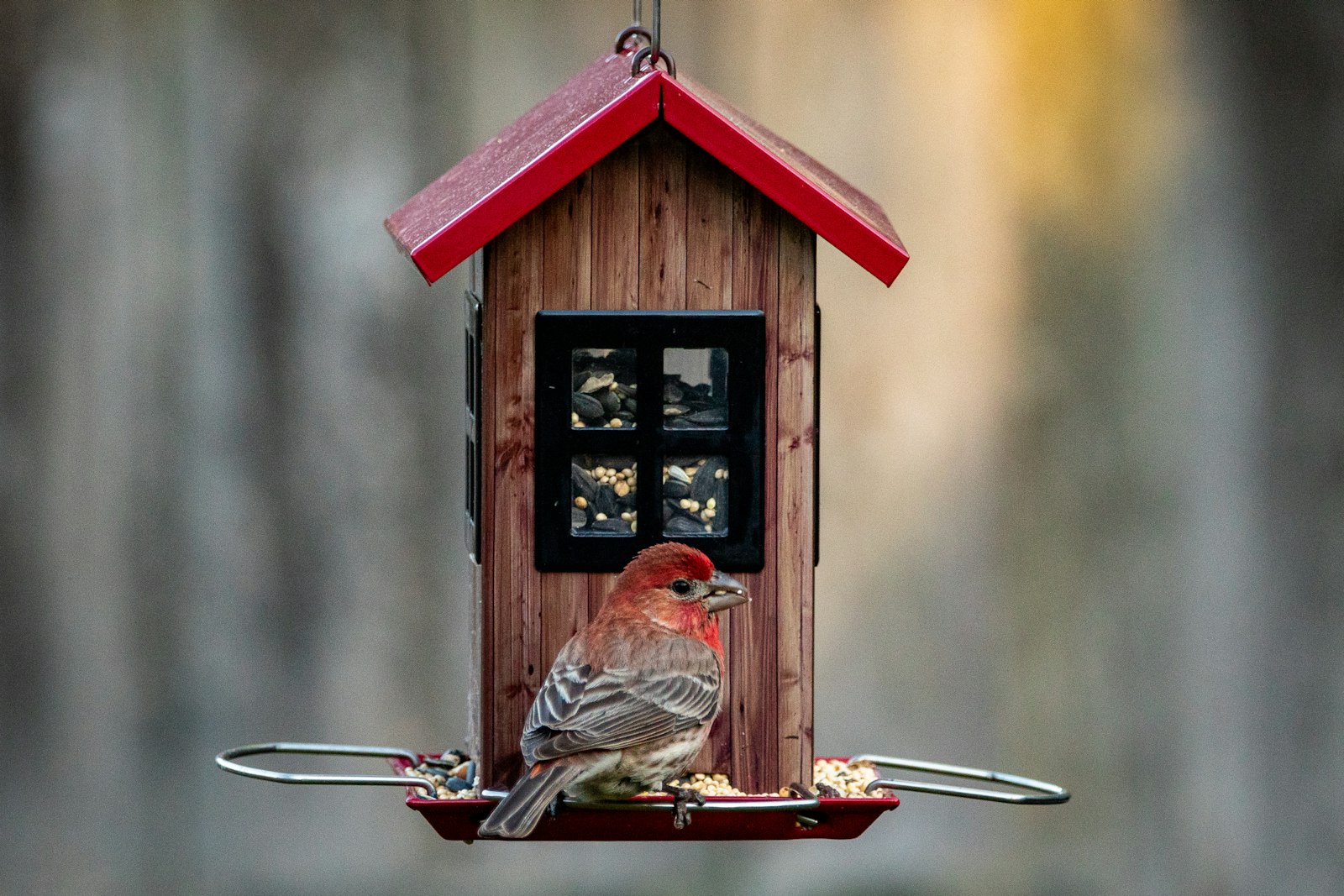brown and white bird on red bird house
