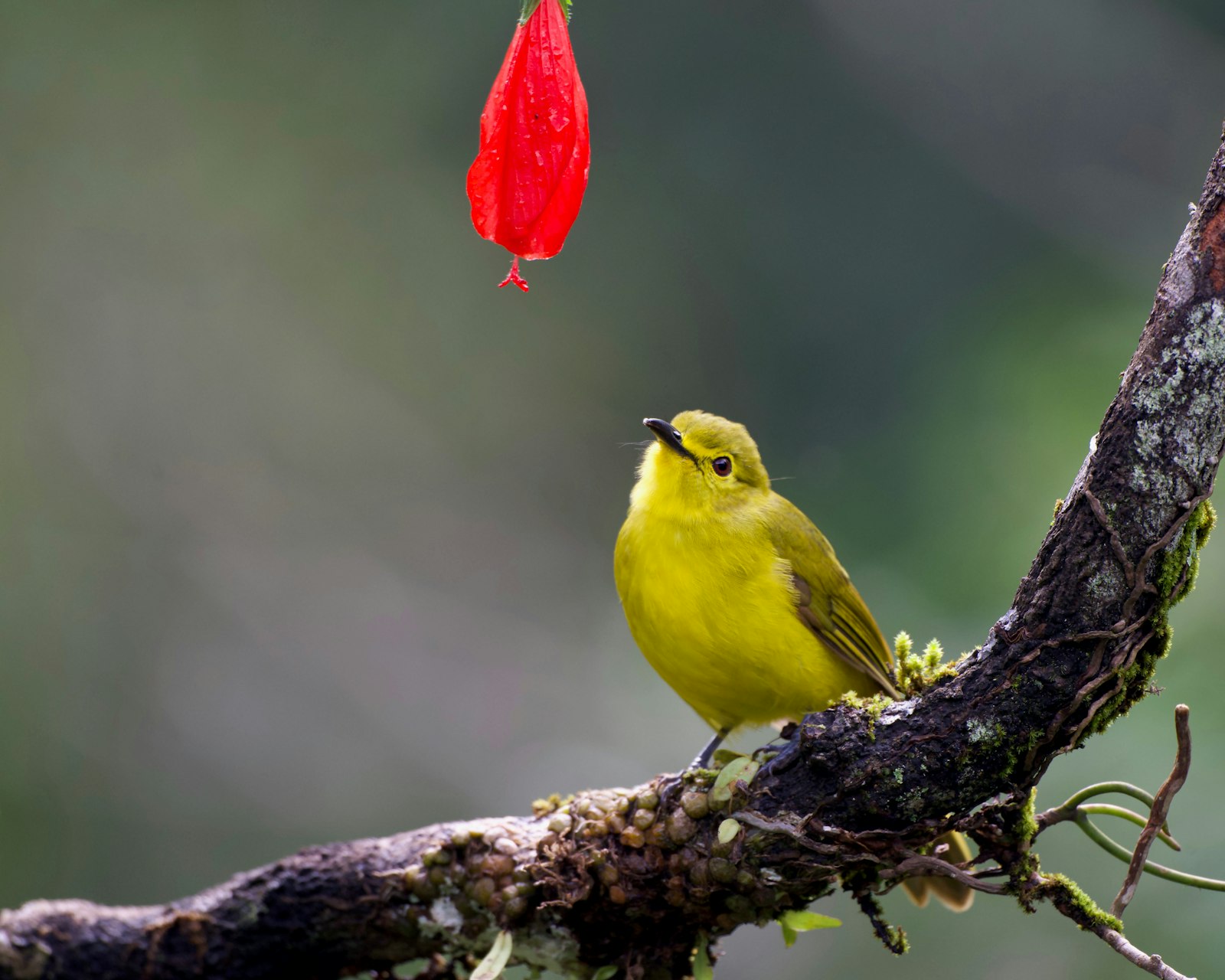 A small yellow bird perched on a mossy branch.