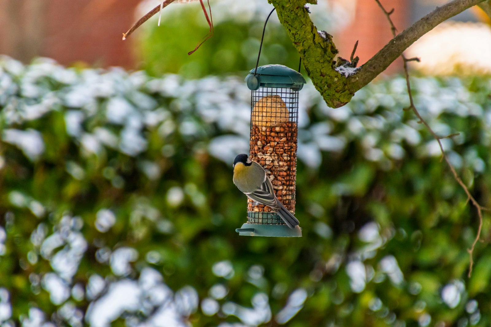 A bird eats from a feeder in the snow.