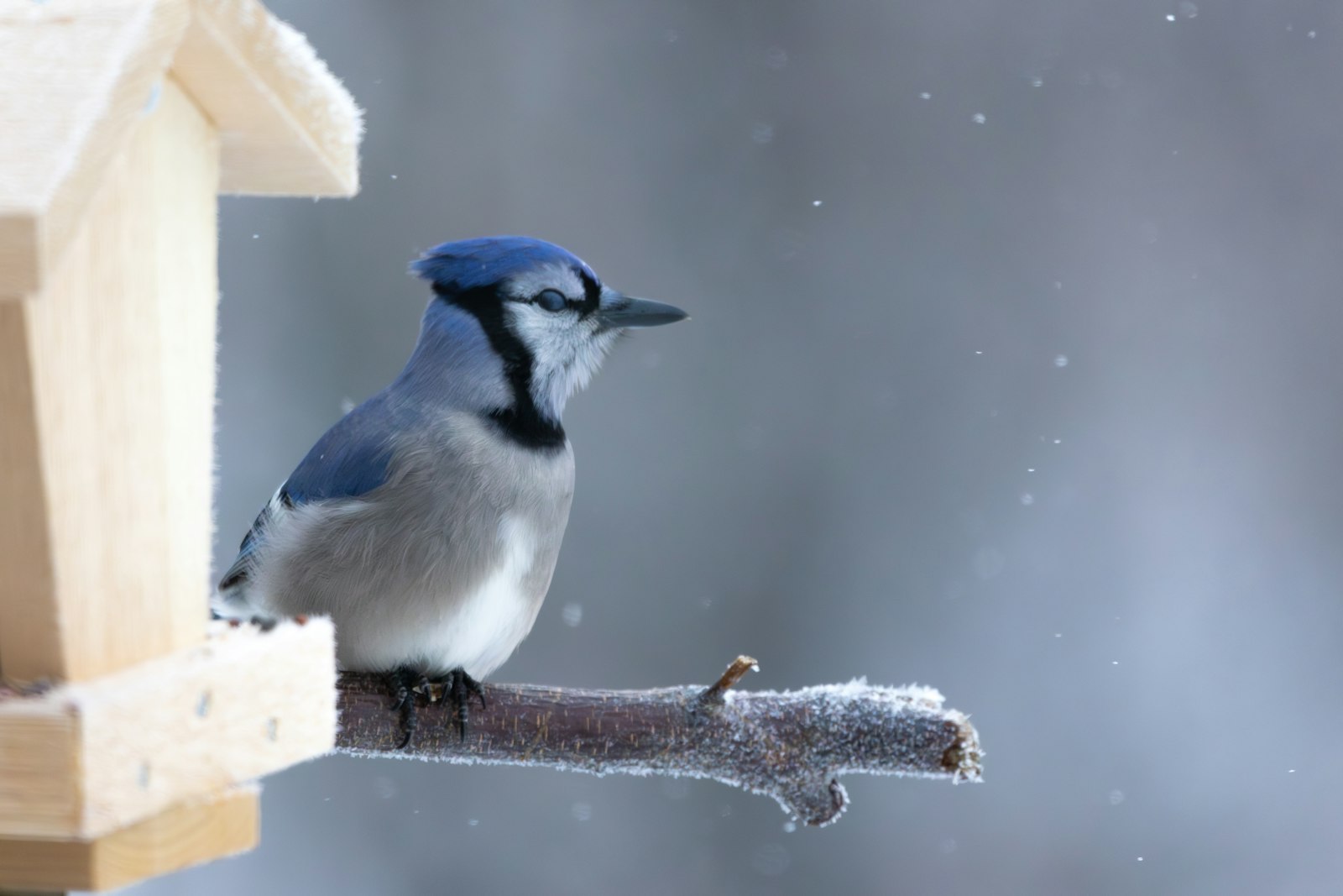 A blue jay sits on a branch near a birdhouse.