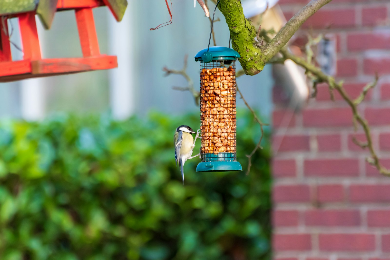 A small bird eats from a peanut feeder.