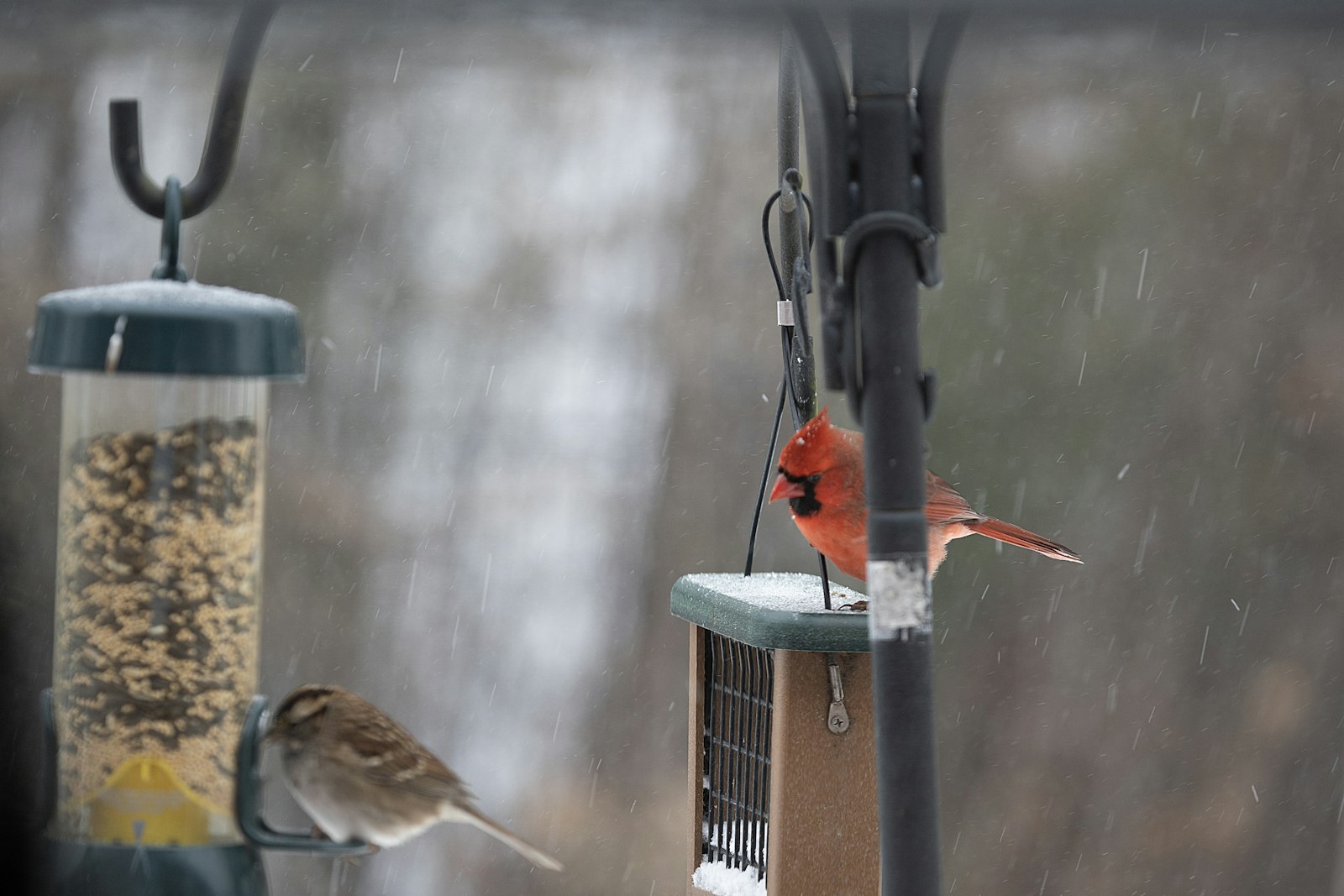 Cardinal and sparrow eat from feeders in snow.
