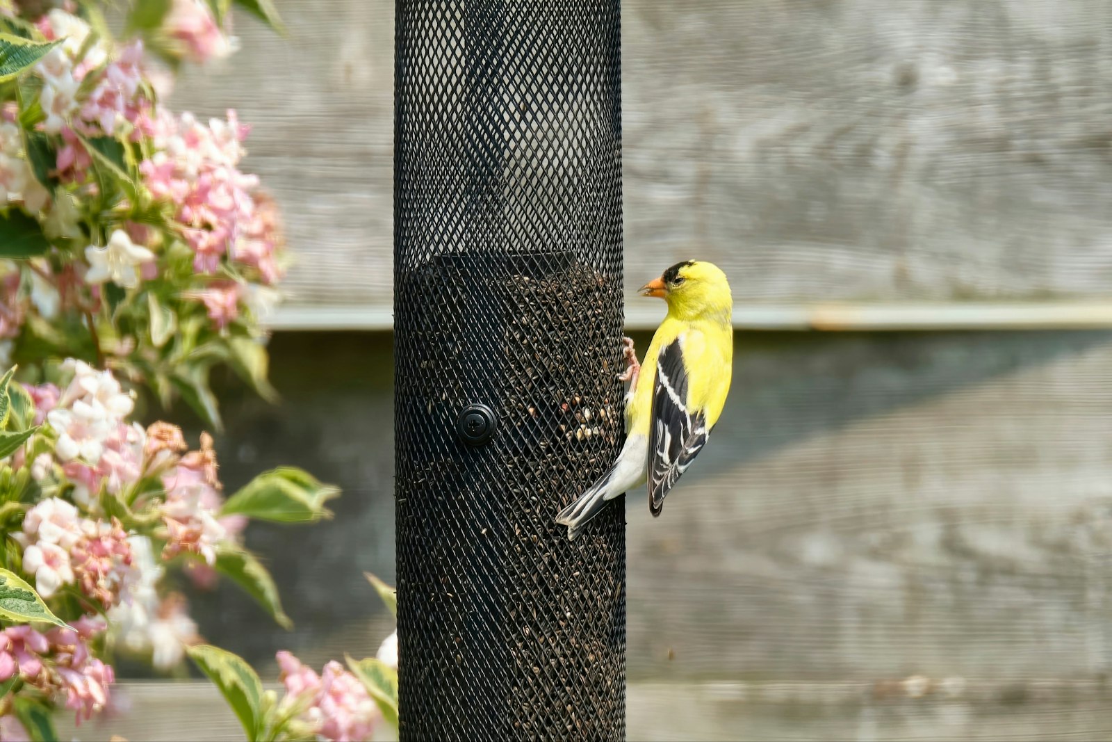 A yellow goldfinch bird perched on a bird feeder.