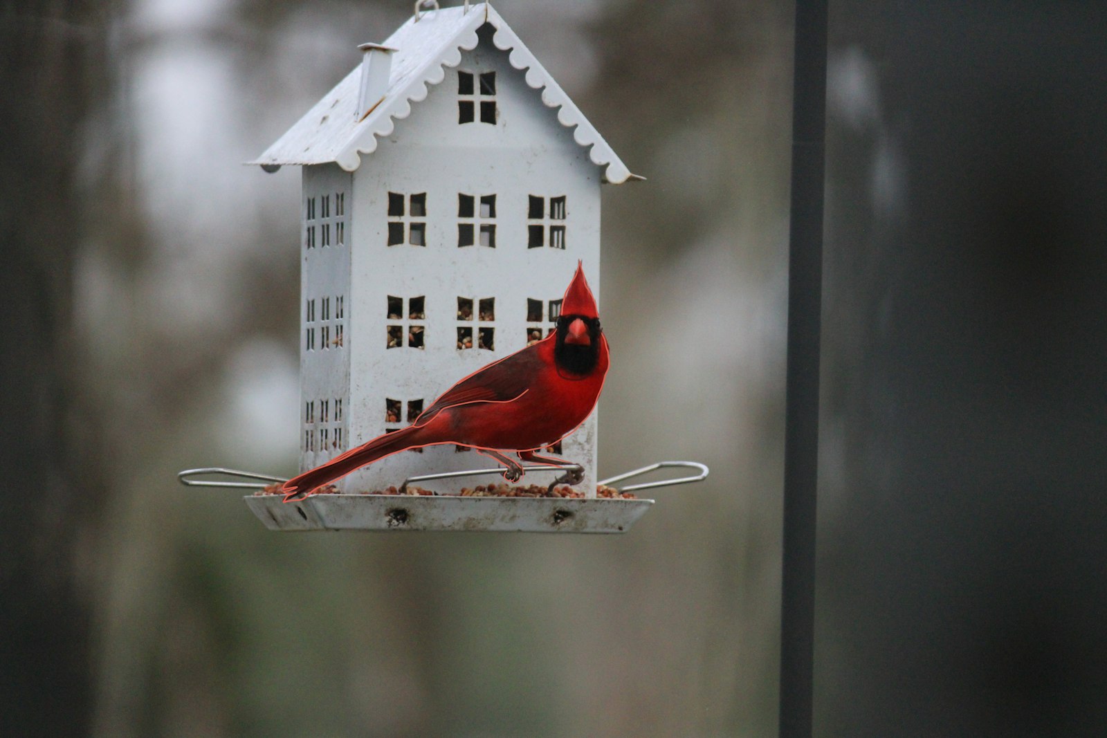 A red cardinal bird perched on a bird feeder.