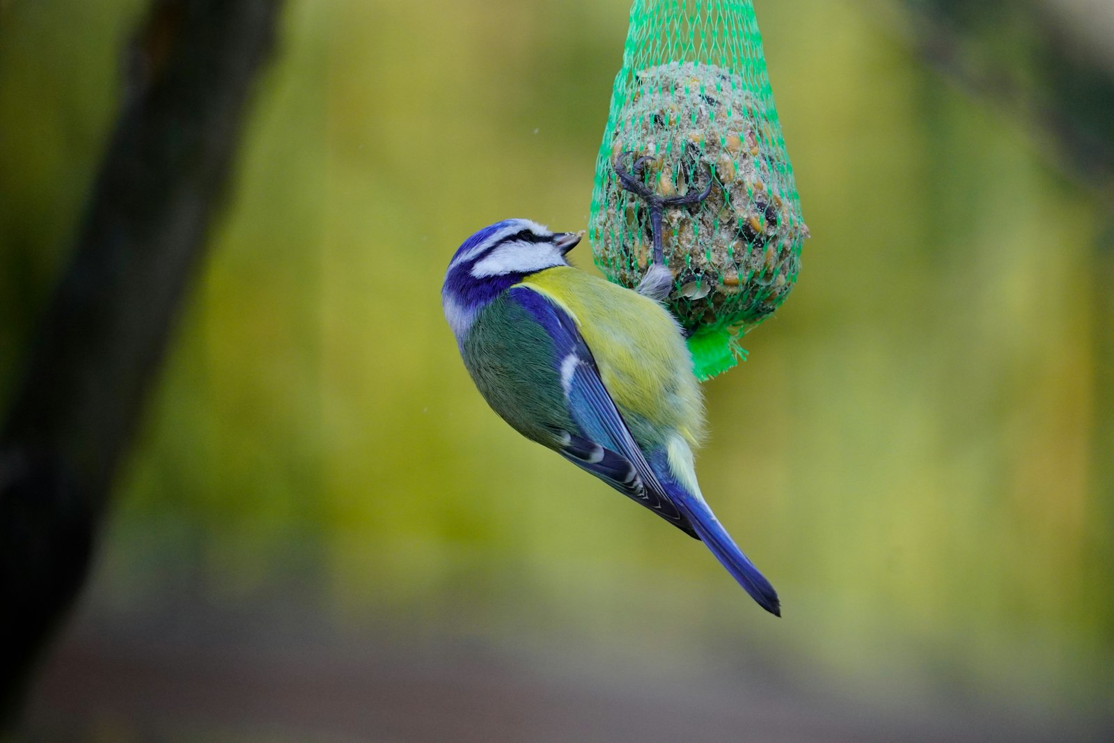 A blue tit eating from a bird feeder
