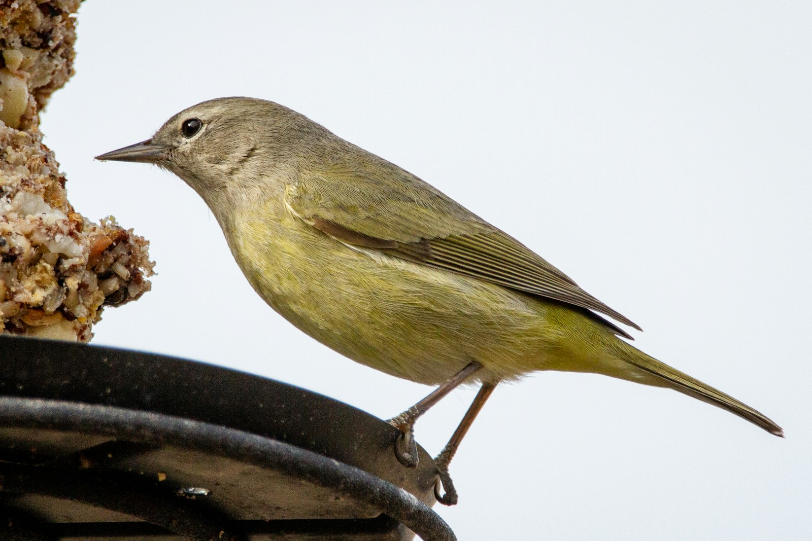 yellow and gray bird on black metal stand