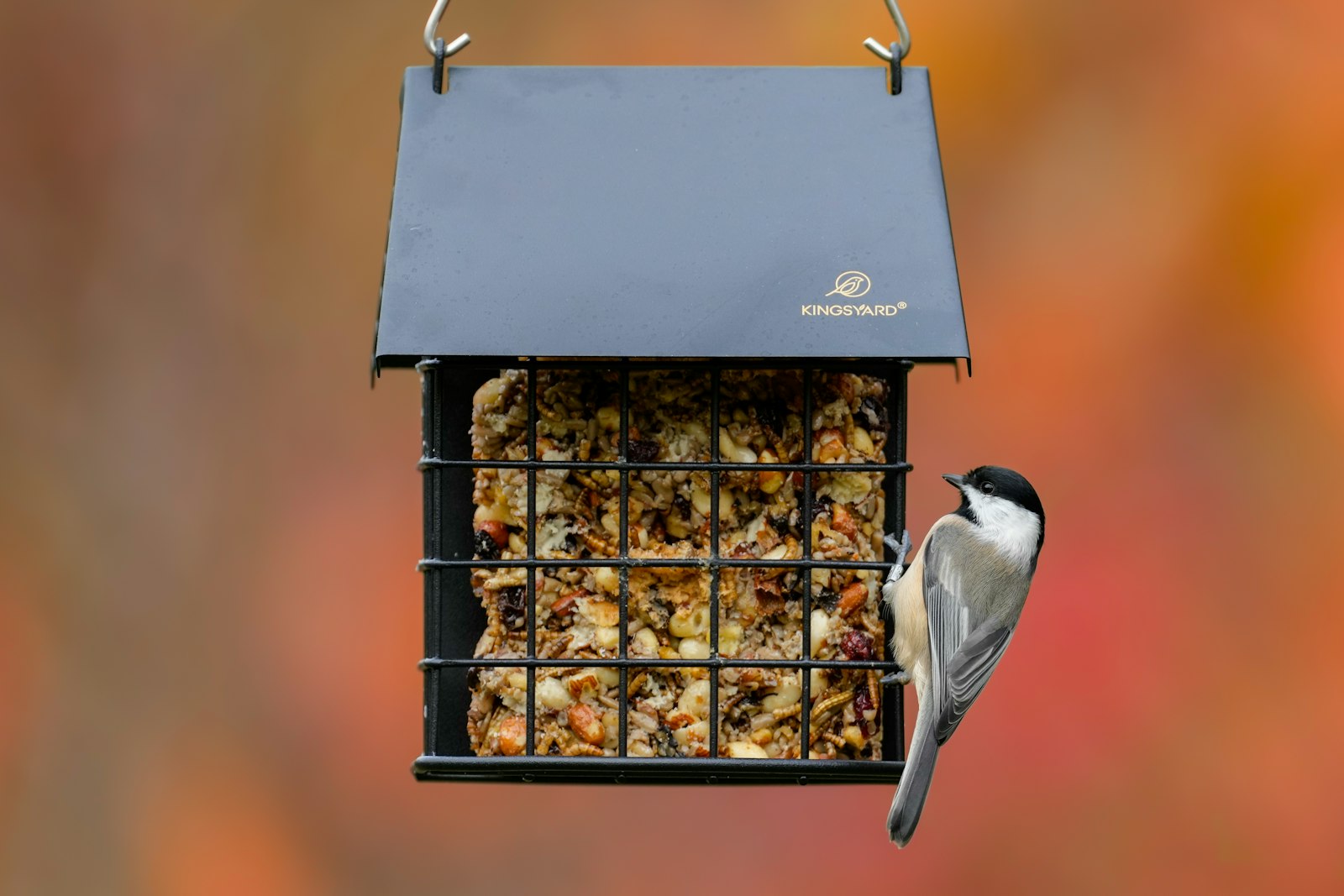 A chickadee bird eats from a suet feeder.